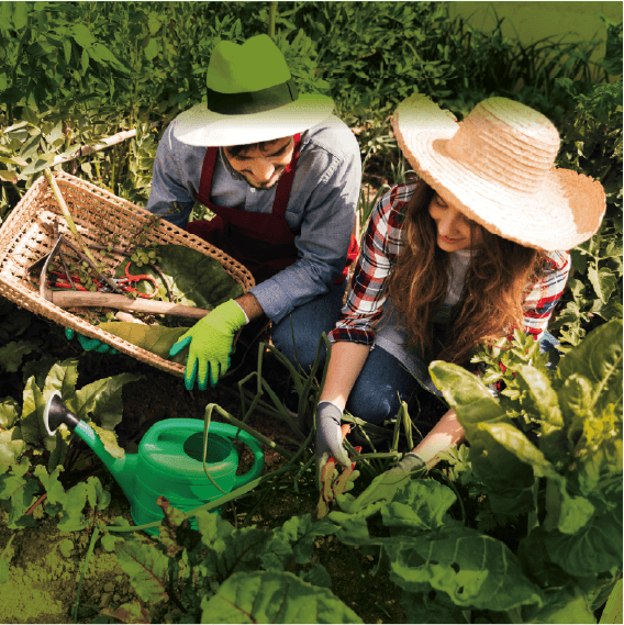 Huertas comunitarias